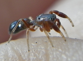 Ant-mimic Jumper